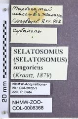 Etikette zu Selatosomus (Selatosomus) songoricus (Kraatz, 1879) (NHMW-ZOO-COL-0008368)